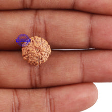 Load image into Gallery viewer, 10 Mukhi Rudraksha from Indonesia - Bead No. 22