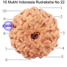 Load image into Gallery viewer, 10 Mukhi Rudraksha from Indonesia - Bead No. 22