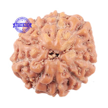 Load image into Gallery viewer, 10 Mukhi Rudraksha from Indonesia - Bead No. 24
