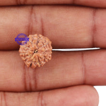 Load image into Gallery viewer, 10 Mukhi Rudraksha from Indonesia - Bead No. 24