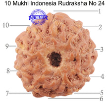 Load image into Gallery viewer, 10 Mukhi Rudraksha from Indonesia - Bead No. 24