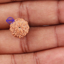 Load image into Gallery viewer, 10 Mukhi Rudraksha from Indonesia - Bead No. 25