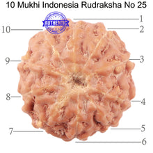 Load image into Gallery viewer, 10 Mukhi Rudraksha from Indonesia - Bead No. 25
