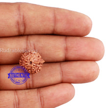 Load image into Gallery viewer, 10 Mukhi Indonesian Ganesh Rudraksha - Bead No. 2