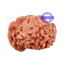 Load image into Gallery viewer, 10 Mukhi Indonesian Ganesh Rudraksha - Bead No. 2