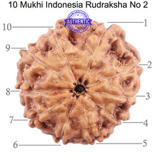 Load image into Gallery viewer, 10 Mukhi Rudraksha from Indonesia - Bead No. 2