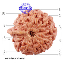 Load image into Gallery viewer, 10 Mukhi Indonesian Ganesh Rudraksha - Bead No. 2