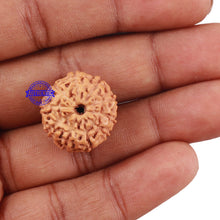 Load image into Gallery viewer, 10 Mukhi Rudraksha from Indonesia - Bead No. 3