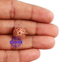 Load image into Gallery viewer, 10 Mukhi Indonesian Ganesh Rudraksha - Bead No. 3