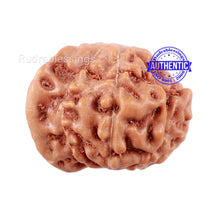 Load image into Gallery viewer, 10 Mukhi Indonesian Ganesh Rudraksha - Bead No. 3