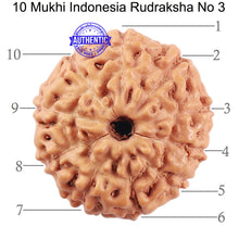 Load image into Gallery viewer, 10 Mukhi Rudraksha from Indonesia - Bead No. 3