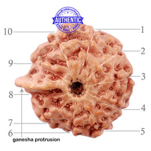 Load image into Gallery viewer, 10 Mukhi Indonesian Ganesh Rudraksha - Bead No. 3