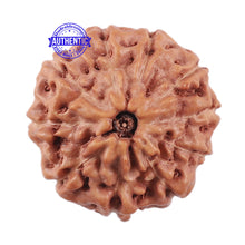 Load image into Gallery viewer, 10 Mukhi Rudraksha from Indonesia - Bead No. 4