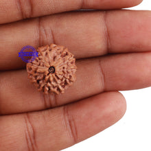 Load image into Gallery viewer, 10 Mukhi Rudraksha from Indonesia - Bead No. 4