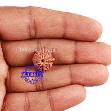 Load image into Gallery viewer, 10 Mukhi Indonesian Ganesh Rudraksha - Bead No. 4