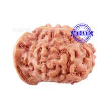 Load image into Gallery viewer, 10 Mukhi Indonesian Ganesh Rudraksha - Bead No. 4