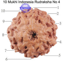 Load image into Gallery viewer, 10 Mukhi Rudraksha from Indonesia - Bead No. 4