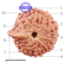 Load image into Gallery viewer, 10 Mukhi Indonesian Ganesh Rudraksha - Bead No. 4