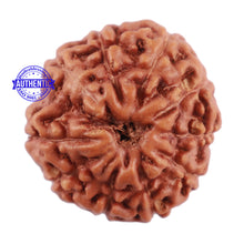 Load image into Gallery viewer, 10 Mukhi Rudraksha from Indonesia - Bead No. 57