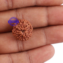 Load image into Gallery viewer, 10 Mukhi Rudraksha from Indonesia - Bead No. 57