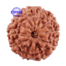 Load image into Gallery viewer, 10 Mukhi Rudraksha from Indonesia - Bead No. 58