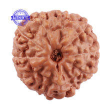 Load image into Gallery viewer, 10 Mukhi Rudraksha from Indonesia - Bead No. 59