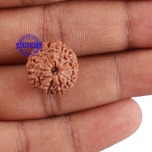 Load image into Gallery viewer, 10 Mukhi Rudraksha from Indonesia - Bead No. 59