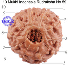 Load image into Gallery viewer, 10 Mukhi Rudraksha from Indonesia - Bead No. 59