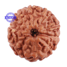 Load image into Gallery viewer, 10 Mukhi Rudraksha from Indonesia - Bead No. 62
