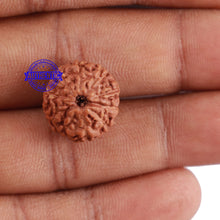 Load image into Gallery viewer, 10 Mukhi Rudraksha from Indonesia - Bead No. 62
