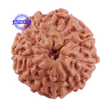 Load image into Gallery viewer, 10 Mukhi Rudraksha from Indonesia - Bead No. 63