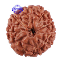 Load image into Gallery viewer, 10 Mukhi Rudraksha from Indonesia - Bead No. 64