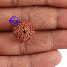 Load image into Gallery viewer, 10 Mukhi Rudraksha from Indonesia - Bead No. 64