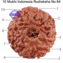 Load image into Gallery viewer, 10 Mukhi Rudraksha from Indonesia - Bead No. 64