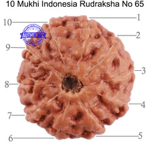 Load image into Gallery viewer, 10 Mukhi Rudraksha from Indonesia - Bead No. 65