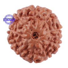 Load image into Gallery viewer, 10 Mukhi Rudraksha from Indonesia - Bead No. 66