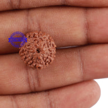 Load image into Gallery viewer, 10 Mukhi Rudraksha from Indonesia - Bead No. 66