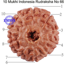 Load image into Gallery viewer, 10 Mukhi Rudraksha from Indonesia - Bead No. 66