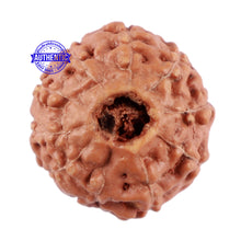 Load image into Gallery viewer, 10 Mukhi Rudraksha from Indonesia - Bead No. 67