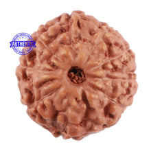 Load image into Gallery viewer, 10 Mukhi Rudraksha from Indonesia - Bead No. 67