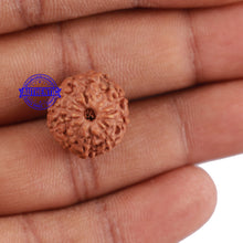 Load image into Gallery viewer, 10 Mukhi Rudraksha from Indonesia - Bead No. 67