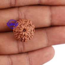Load image into Gallery viewer, 10 Mukhi Rudraksha from Indonesia - Bead No. 68