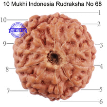Load image into Gallery viewer, 10 Mukhi Rudraksha from Indonesia - Bead No. 68