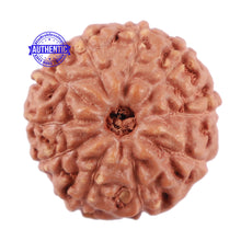 Load image into Gallery viewer, 10 Mukhi Rudraksha from Indonesia - Bead No. 69