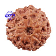 Load image into Gallery viewer, 10 Mukhi Rudraksha from Indonesia - Bead No. 6