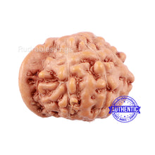 Load image into Gallery viewer, 10 Mukhi Indonesian Ganesh Rudraksha - Bead No. 6