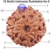 Load image into Gallery viewer, 10 Mukhi Rudraksha from Indonesia - Bead No. 6