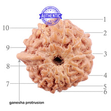 Load image into Gallery viewer, 10 Mukhi Indonesian Ganesh Rudraksha - Bead No. 6