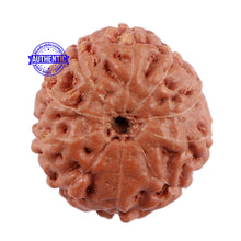 Load image into Gallery viewer, 10 Mukhi Rudraksha from Indonesia - Bead No. 70