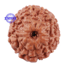 Load image into Gallery viewer, 10 Mukhi Rudraksha from Indonesia - Bead No. 70